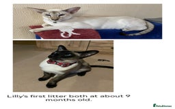 Siamese cats for sale: Pedigree Siamese Kittens for sales - Image 3