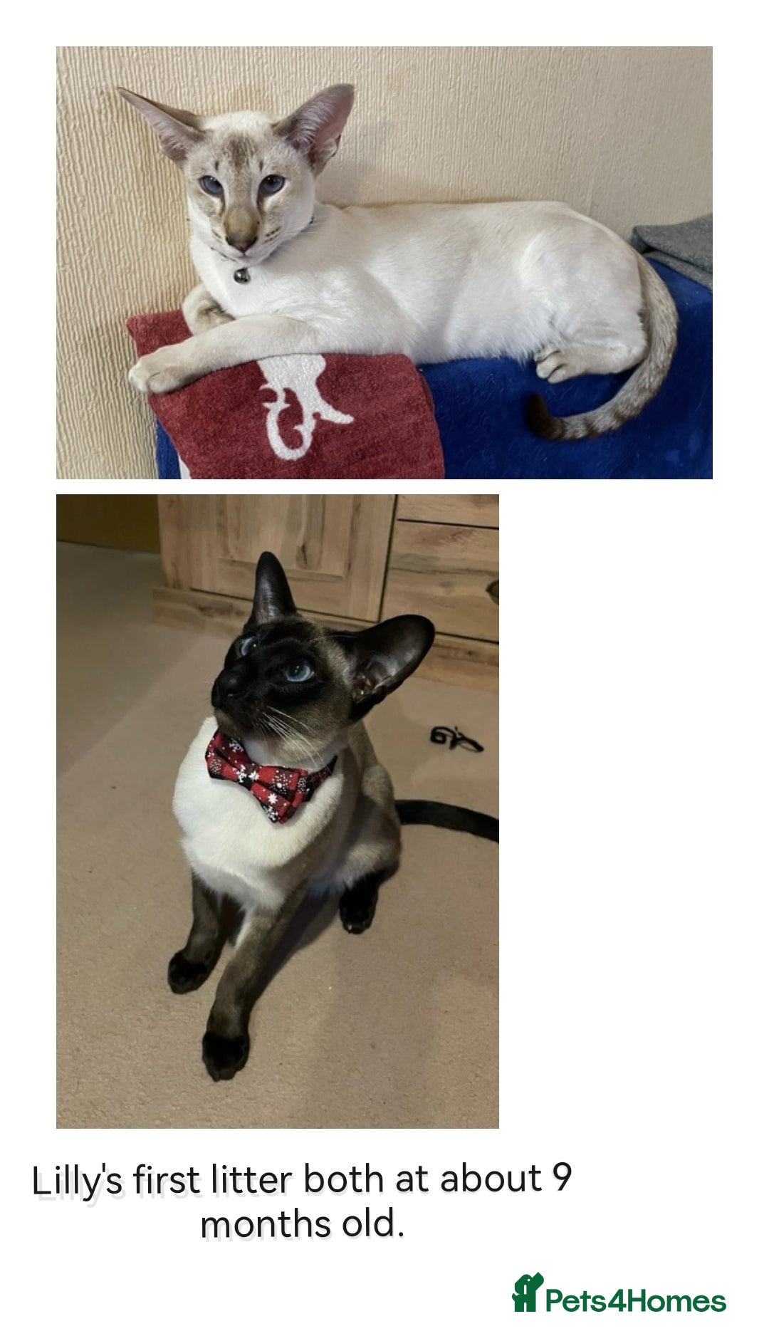 Siamese cats for sale: Pedigree Siamese Kittens for sales - Image 3