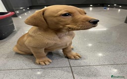Labrador Retriever dogs for sale: Exceptional breed Labradors - Image 4