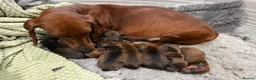 Dachshund dogs for sale: Beautiful standard dachshunds  - Advert 10