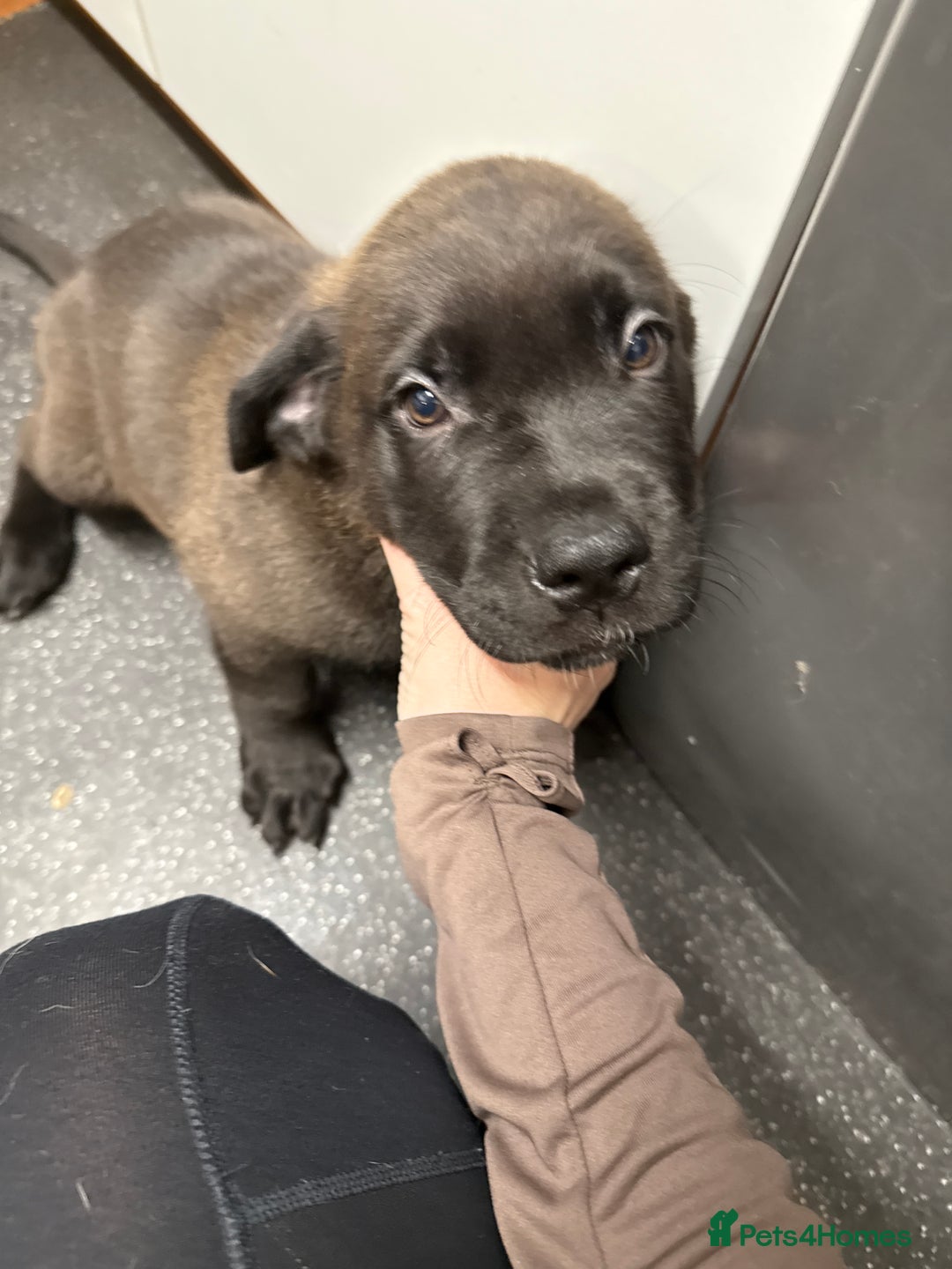 Mixed Breed dogs for sale: 3 x male puppies DDB x  - Image 8