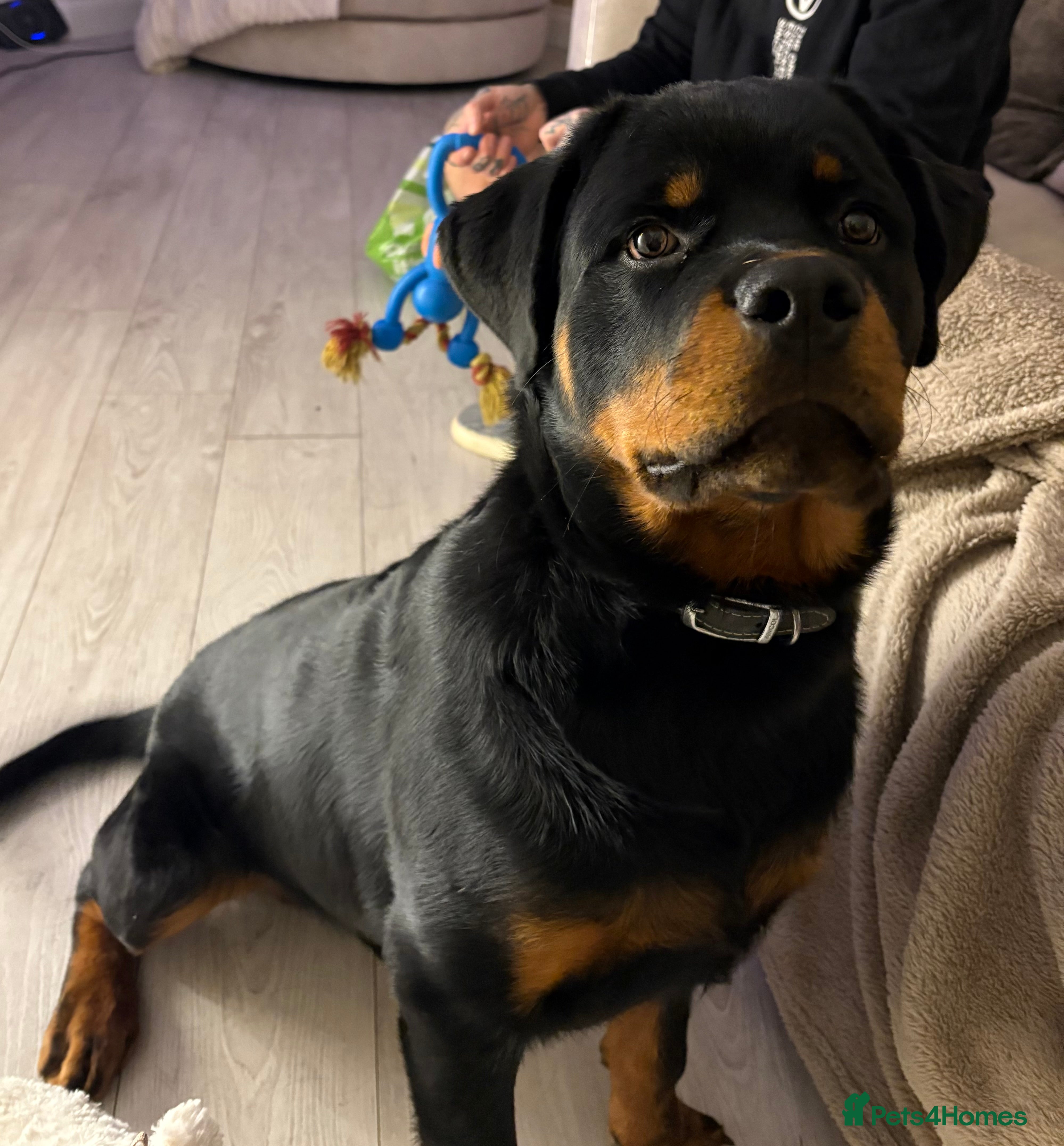 Rottweiler dogs Rottweiler - 9 Month Old - Advert 15