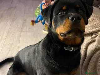 Rottweiler dogs Rottweiler - 9 Month Old - Advert 4
