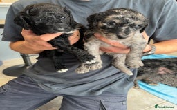 Mixed Breed dogs for sale: ✨ 2 Labradoodle x Australian Labradoodle Puppies  - Image 1