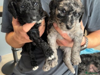 Mixed Breed dogs - Advert 18