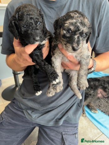 Mixed Breed dogs - Advert 1