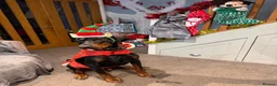 Dobermann dogs for stud: Doberman for stud health tested  - Advert 16