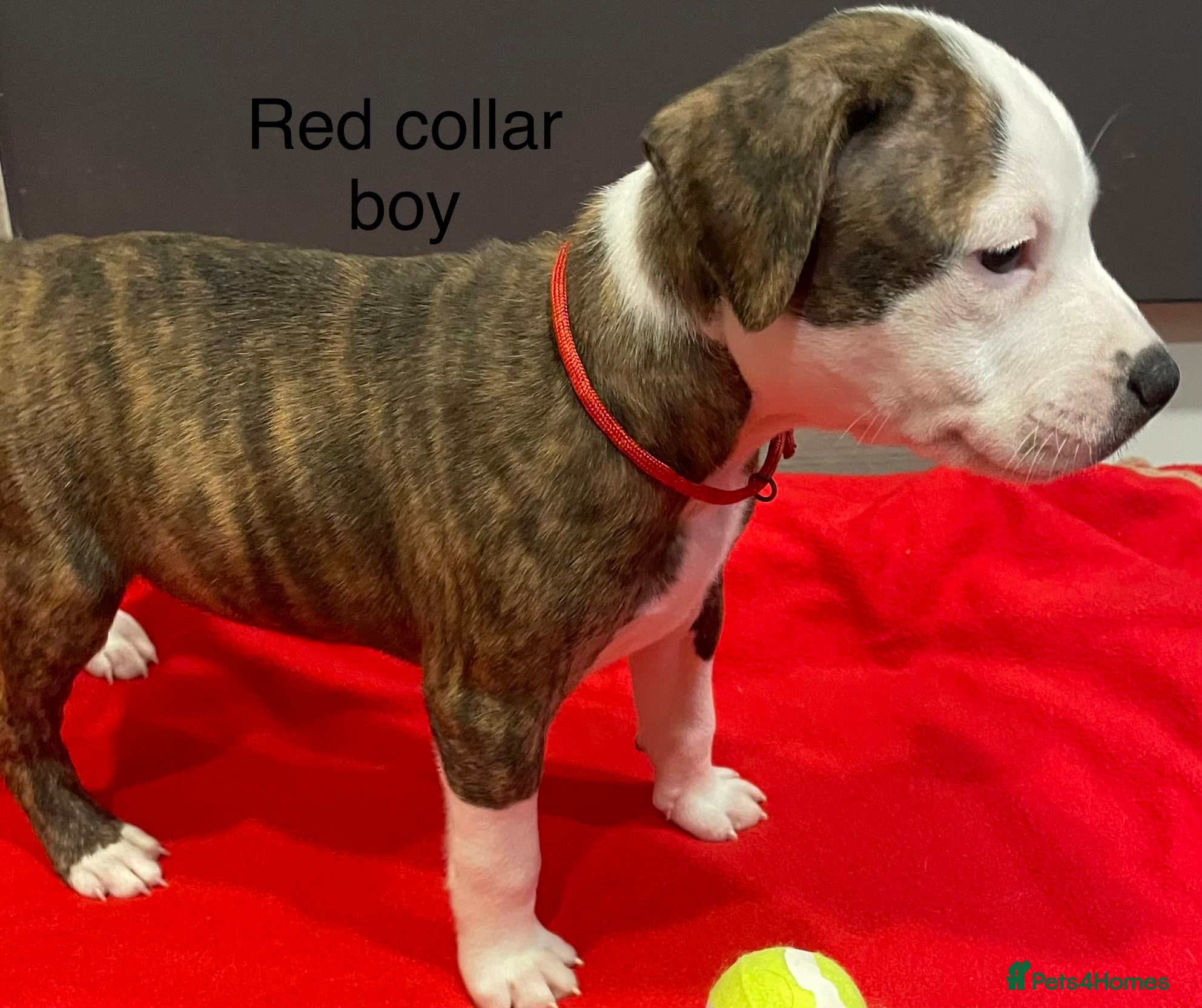 Staffordshire Bull Terrier dogs Stunning litter of staffies  - Advert 10