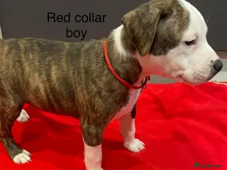 Staffordshire Bull Terrier dogs Stunning litter of staffies - Advert 10