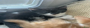 Mixed Breed 3