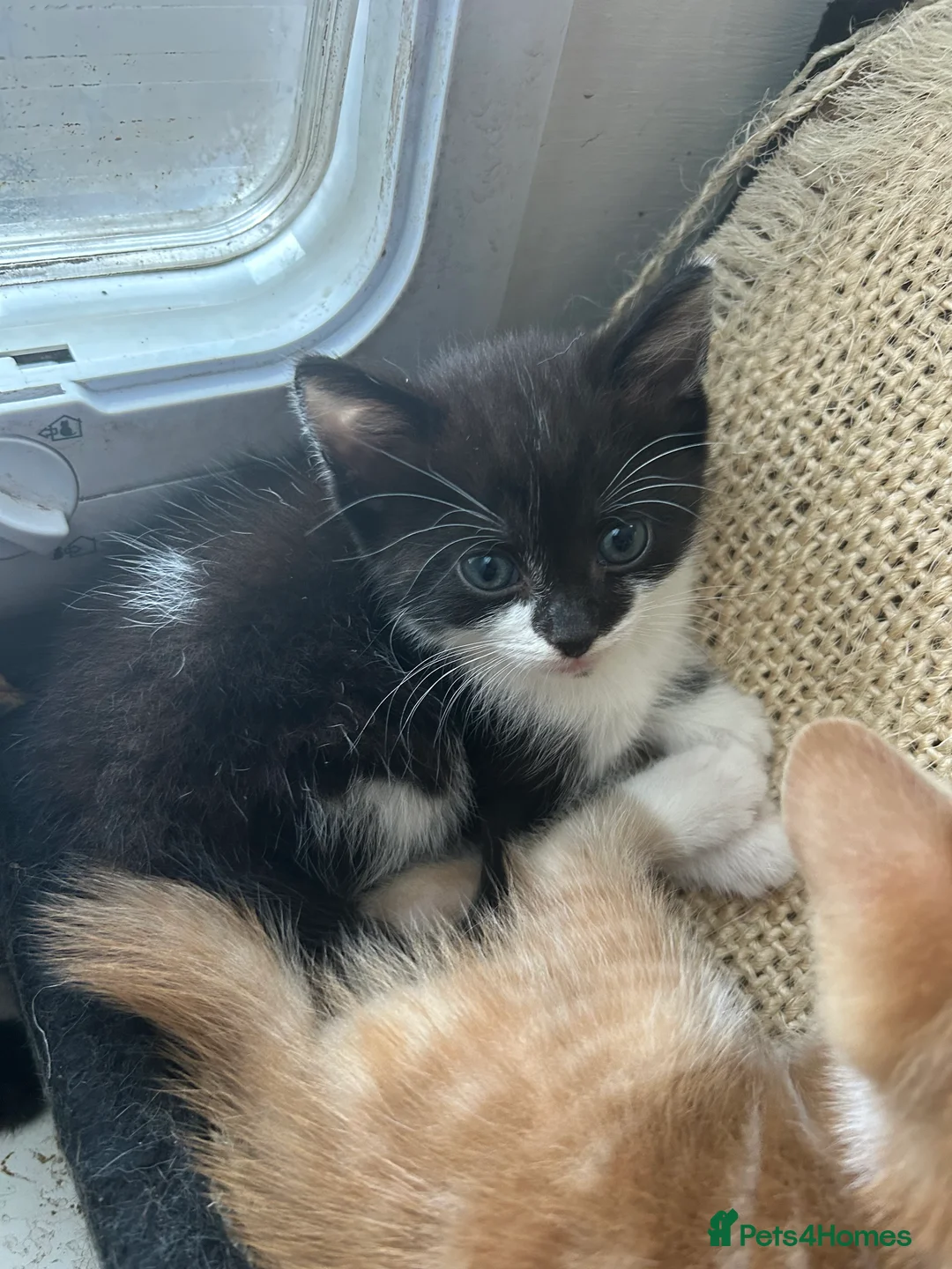 Mixed Breed cats for sale: Gorgeous black and black and white kittens  - Advert 2