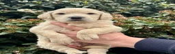 Mini Goldendoodle dogs for sale: 9 mini Goldendoodles dna clear puppies for sale - Advert 11