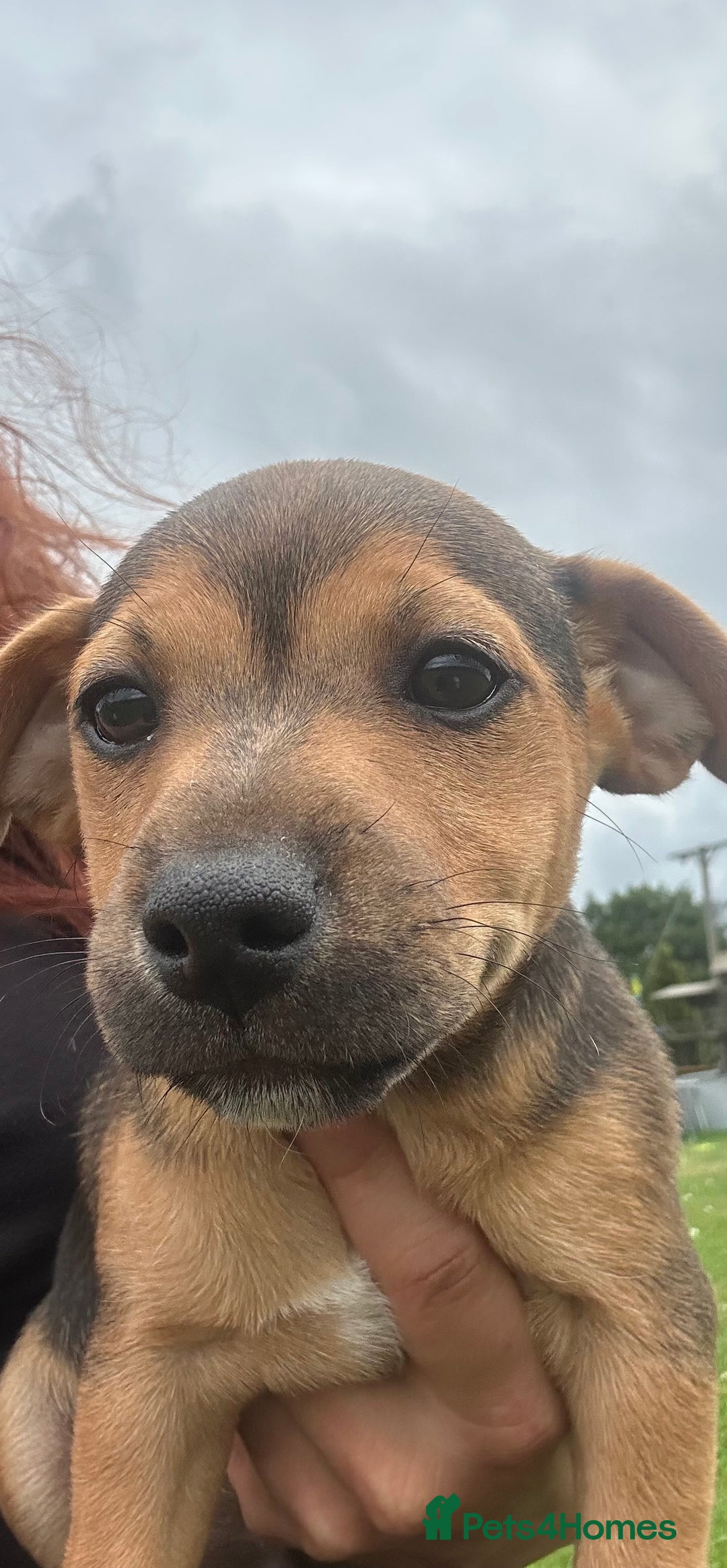 Jack Russell dogs for sale: Jack Russell, stunning litter,  in Doncaster - Image 32