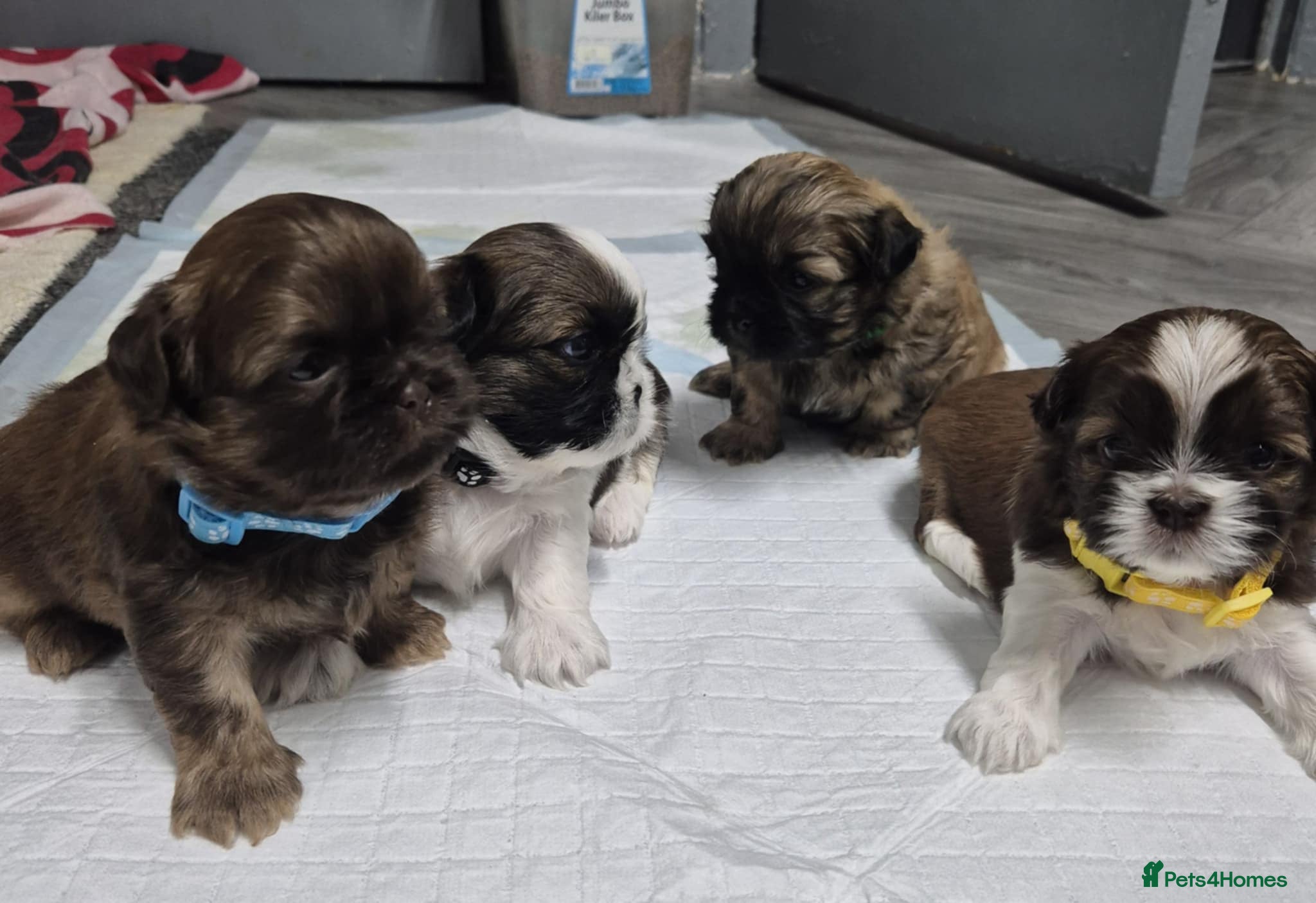 Shih Tzu dogs 8 ShihTzu Puppies for new homes - Advert 17