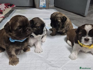 Shih Tzu dogs 8 ShihTzu Puppies for new homes - Advert 2