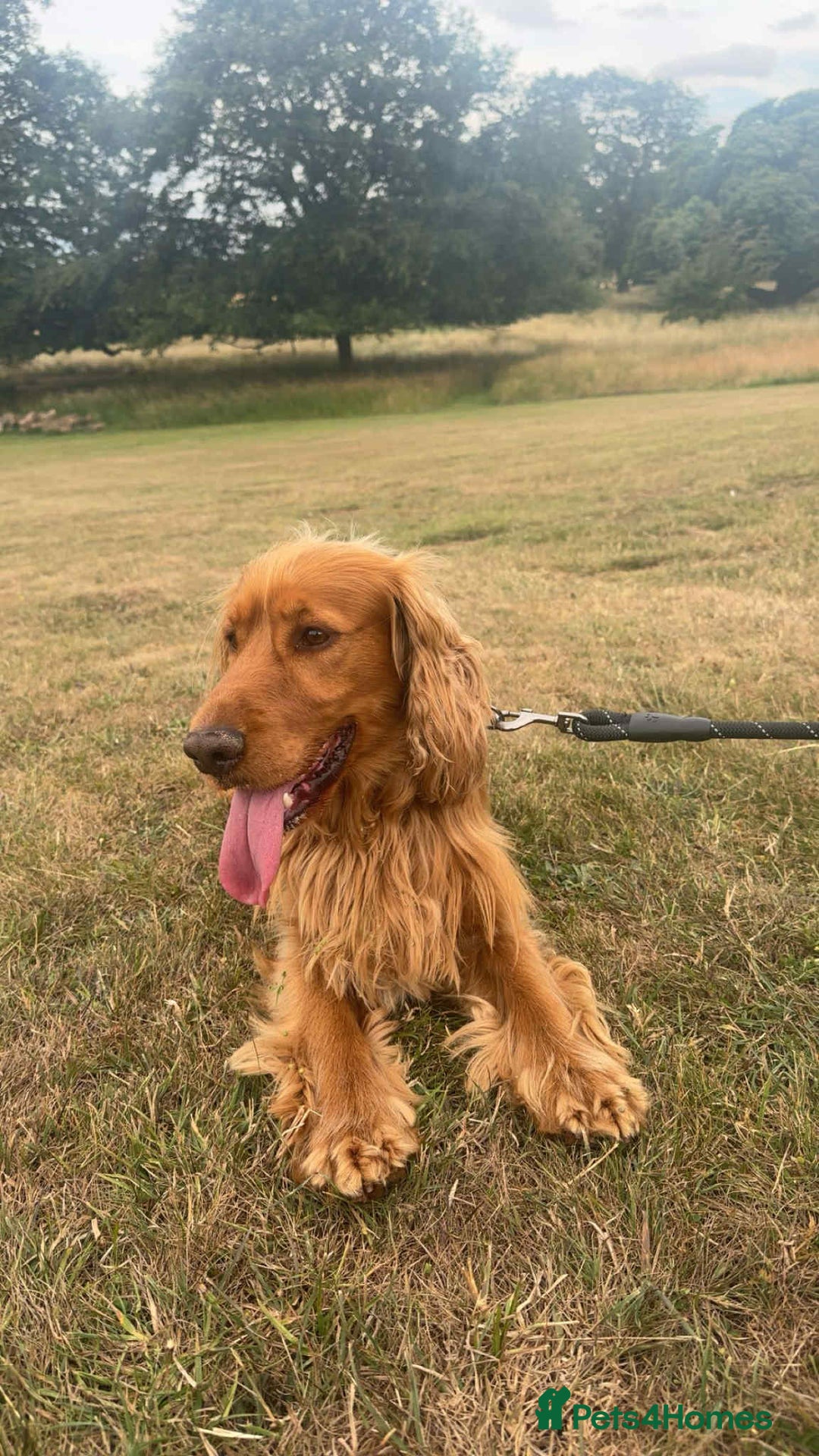 Cocker Spaniel dogs for sale: Gorgeous golden cocker spaniel puppies ready now✨️ - Advert 11