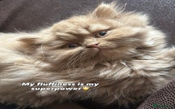 British Shorthair cats for sale: British Short and Long Hair  - Image 18