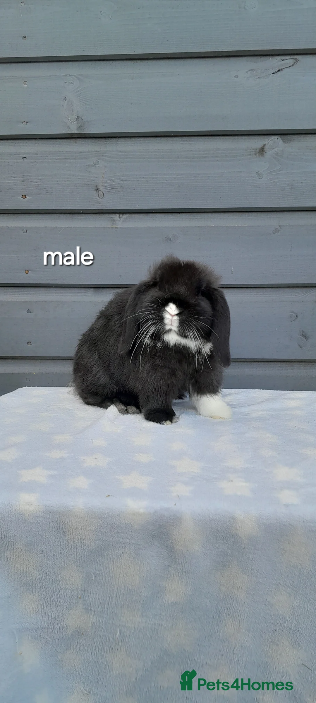 Mini Lop rabbits for sale: Purebred mini lops - Advert 3