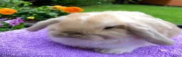 Mini Lop rabbits for sale: Gorgeous mini lop babies ready October - Advert 7