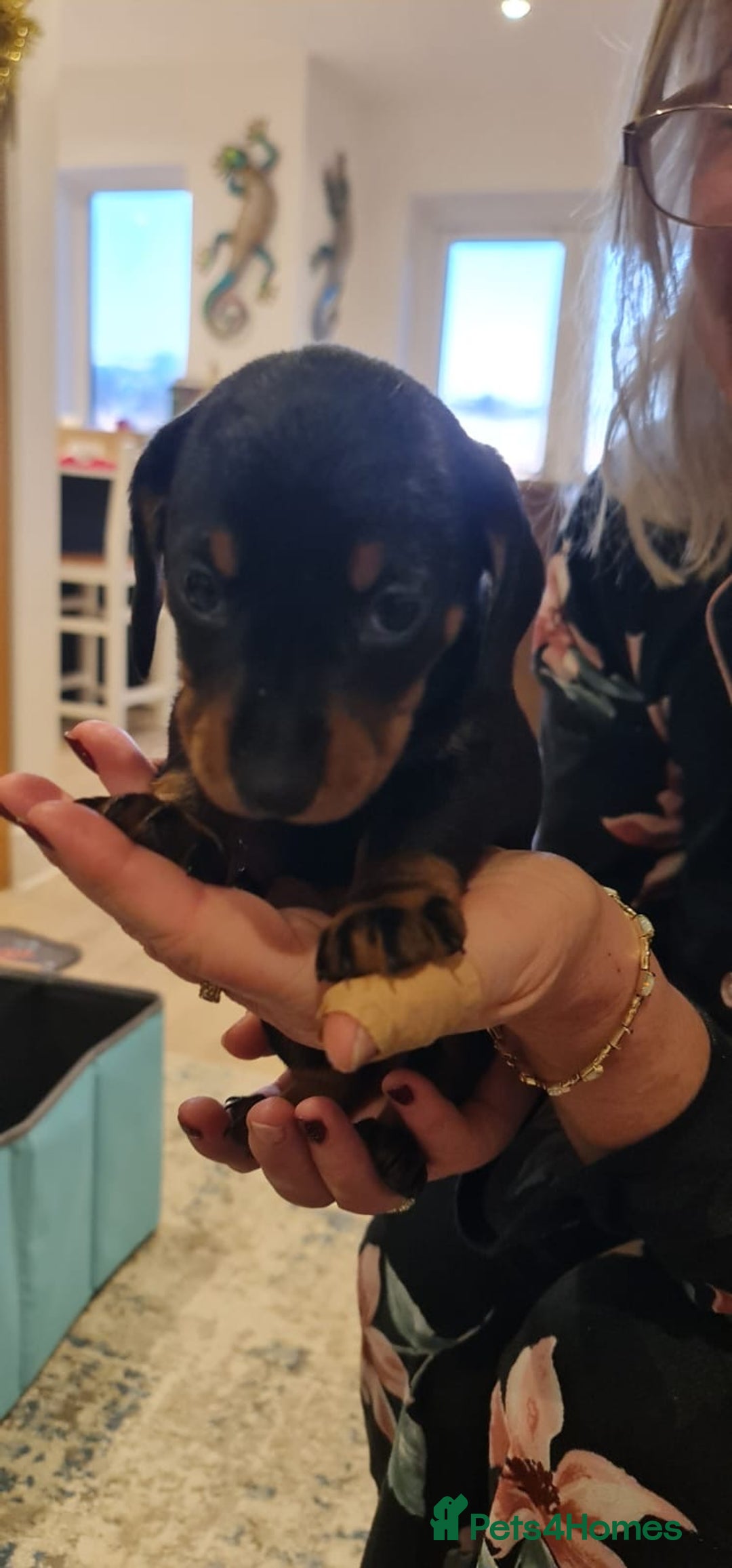 Miniature Dachshund dogs for sale: Miniature Daschund puppies - Advert 13