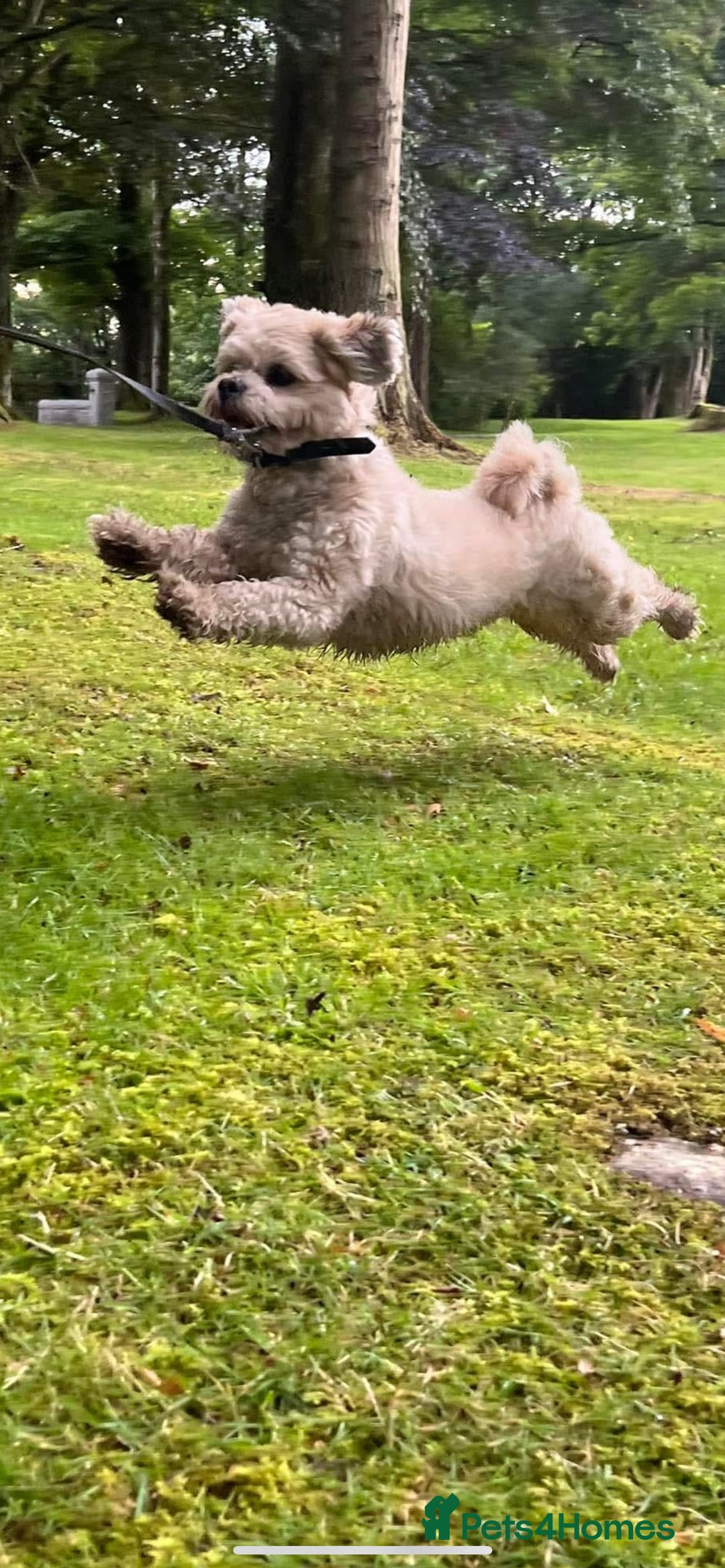 Lhasa Apso dogs for sale: 4 Lhasa Apso babies  - Image 15
