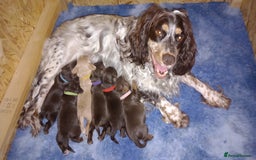 Cocker Spaniel dogs for sale: Chocolate & Tan, Working cocker boys available! - Image 1