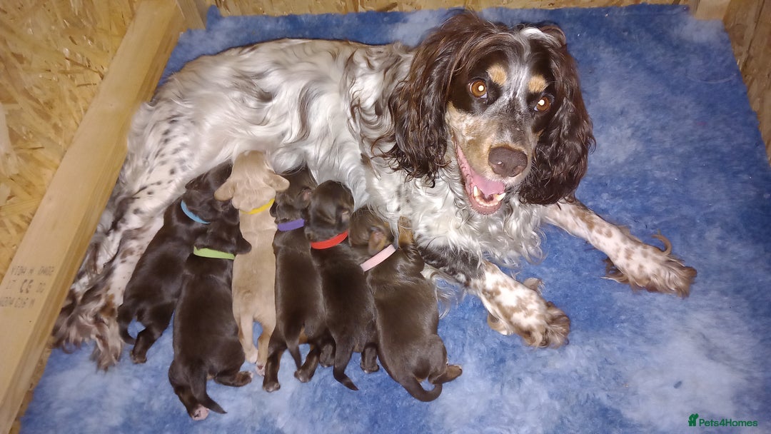 Cocker Spaniel dogs for sale: Chocolate & Tan, Working cocker boys available! - Image 1