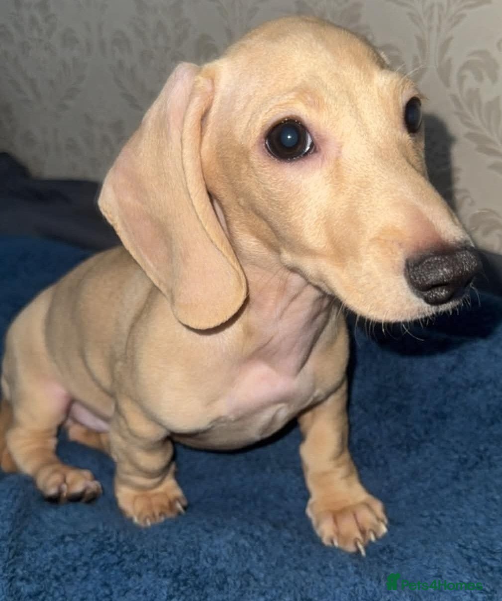 Miniature Dachshund dogs Cream Mini Dachshund Puppies KC Reg - Advert 1