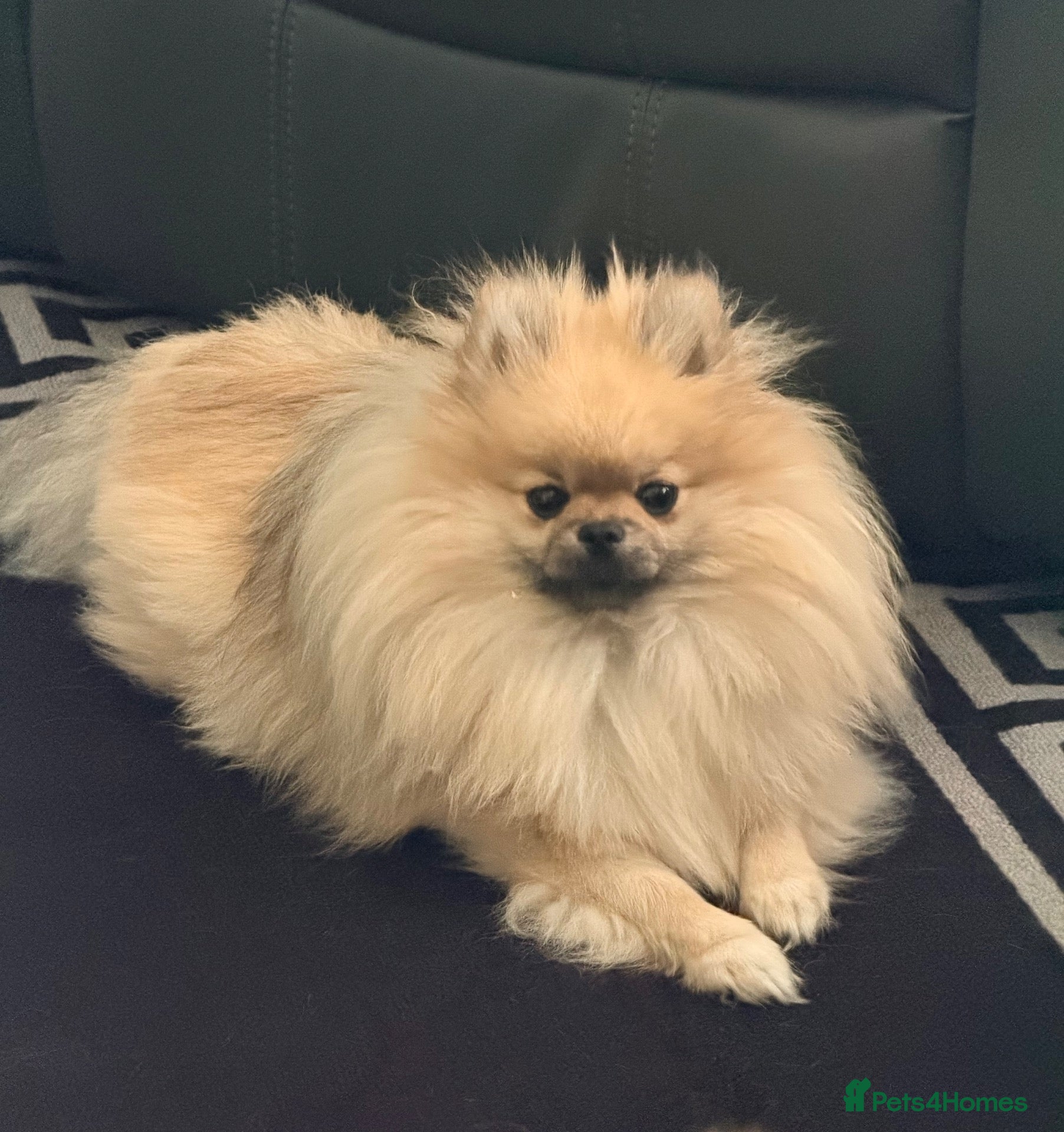 Pomeranian dogs 2 gorgeous little Pomeranian puppies for sale - Advert 1