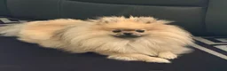 Pomeranian dogs for sale: 2 gorgeous little Pomeranian puppies for sale in Hartlepool - Advert 1