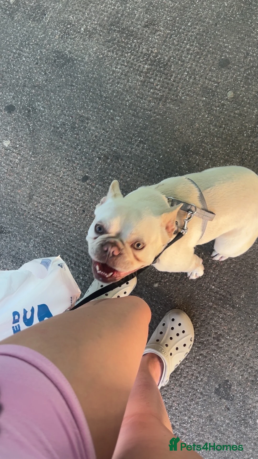 French Bulldog dogs for sale: French bulldog (Lilo) in Middlesbrough - Advert 3