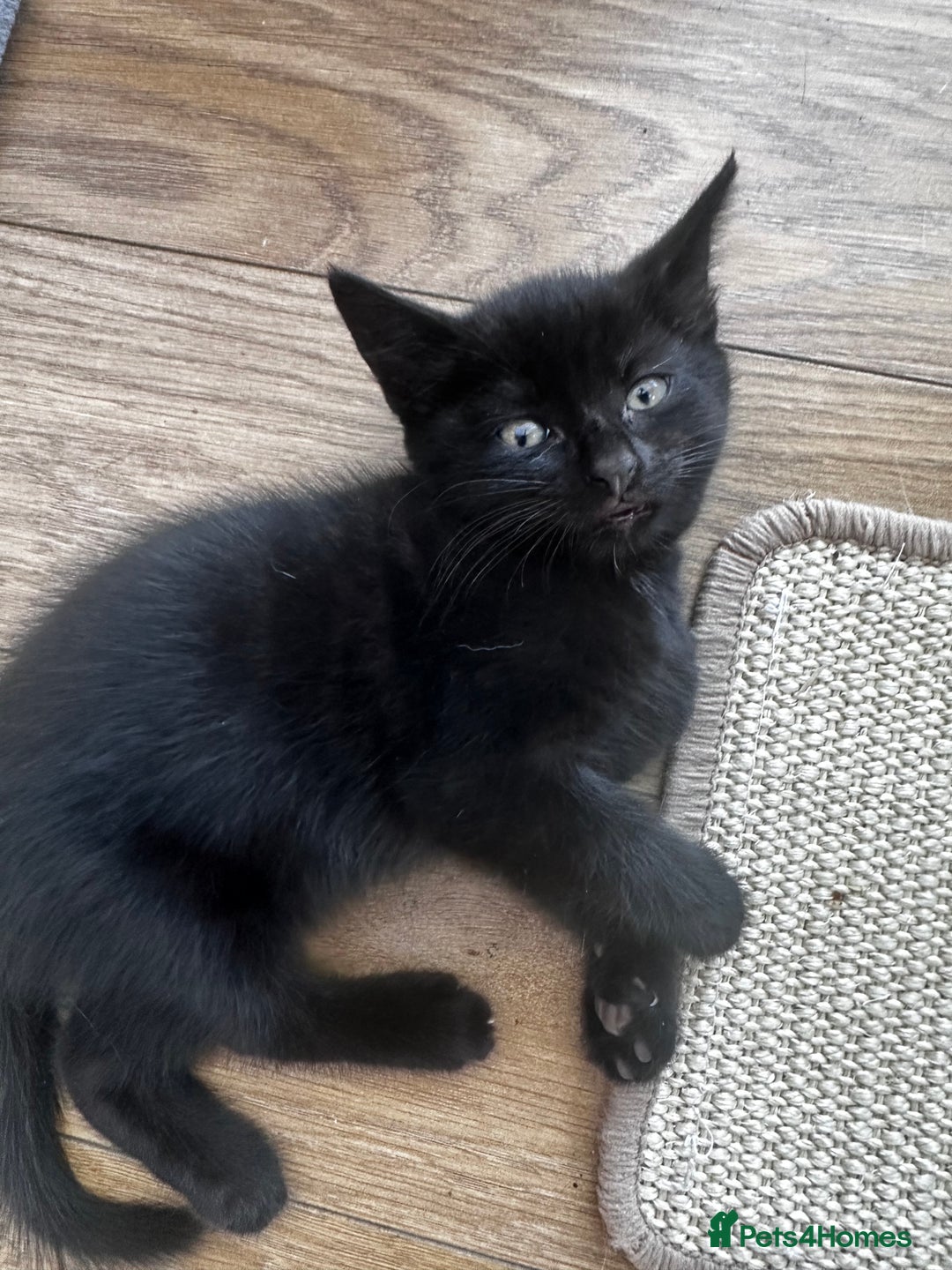 Turkish Angora cats for sale: 2 Turkish anagora X Bombay kittens - Image 2