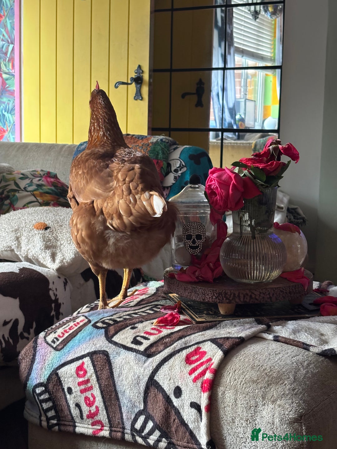 Chickens poultry for sale: Warrens hens 3 in flock - Image 2