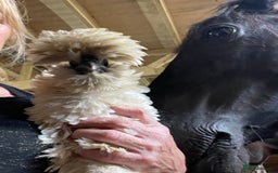 Chickens poultry for sale: Frizzle cross Silkie  - Image 3