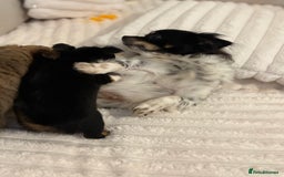 Chihuahua dogs for sale: Gorgeous tiny long coated chihuahua puppies  - Image 13
