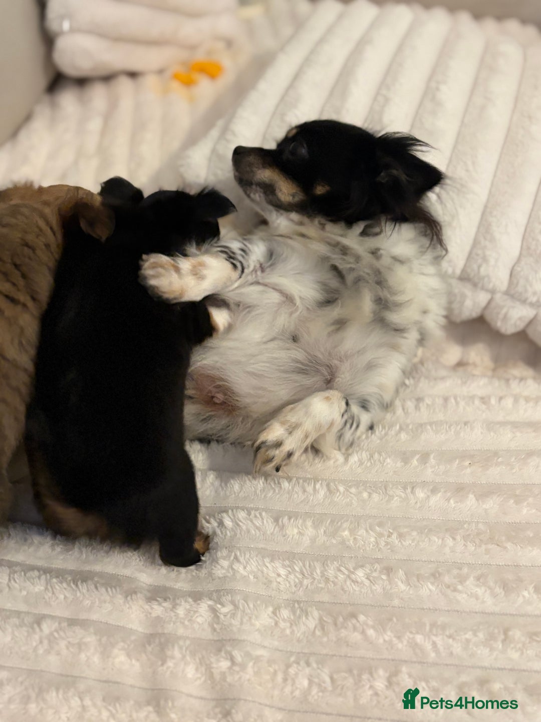 Chihuahua dogs for sale: Gorgeous tiny long coated chihuahua puppies  - Image 13
