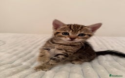 Mixed Breed cats for sale: Two Female Cats - Image 2