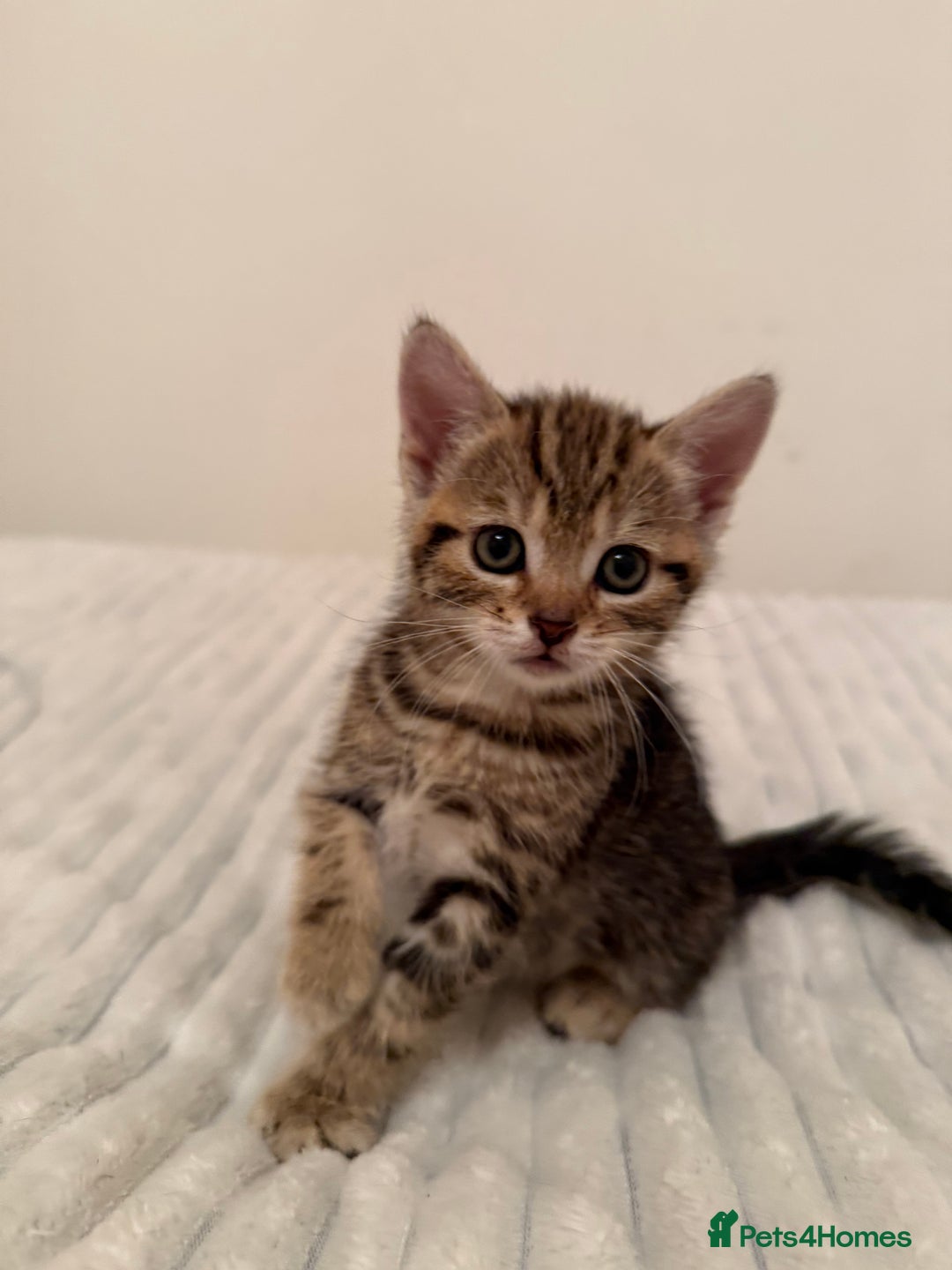 Mixed Breed cats for sale: Two Female Cats - Image 2
