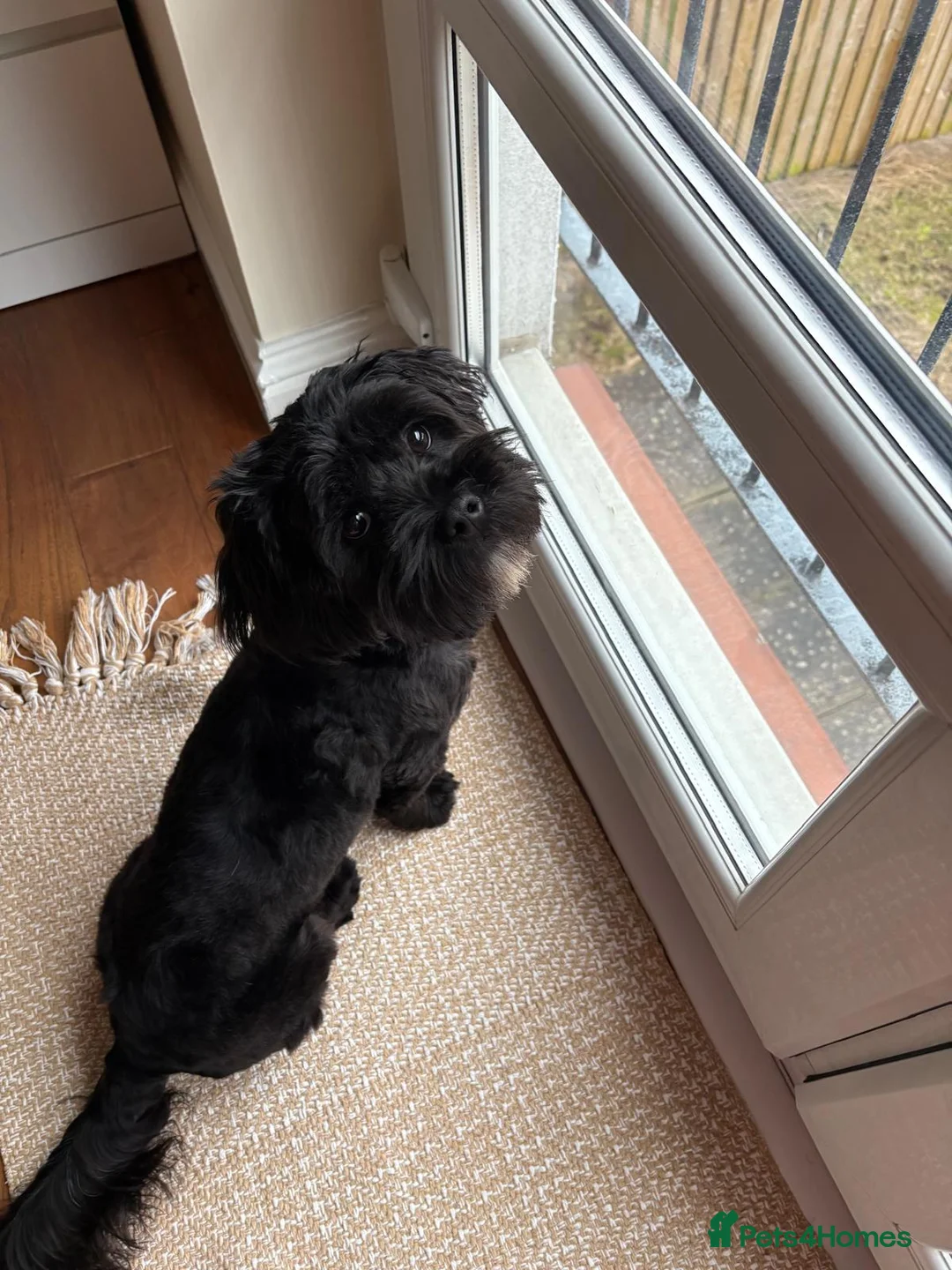 Mixed Breed dogs for sale: 6-Month-Old Lhasa Apso x Shih Tzu for a 4ever Home - Advert 1