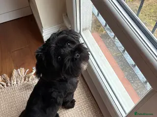 Mixed Breed dogs 6-Month-Old Lhasa Apso x Shih Tzu for a 4ever Home - Advert 1