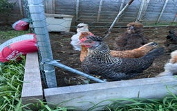 Chickens poultry for sale: Hens for sale - Image 2