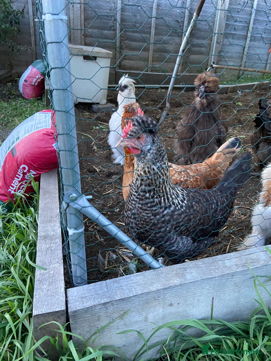 Chickens poultry for sale: Hens for sale - Image 2