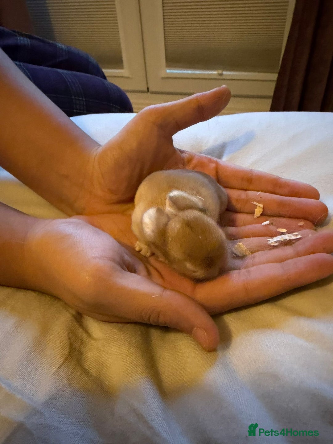 Mini Lop rabbits for sale: 3x Mini Lop Bunnies  - Advert 6