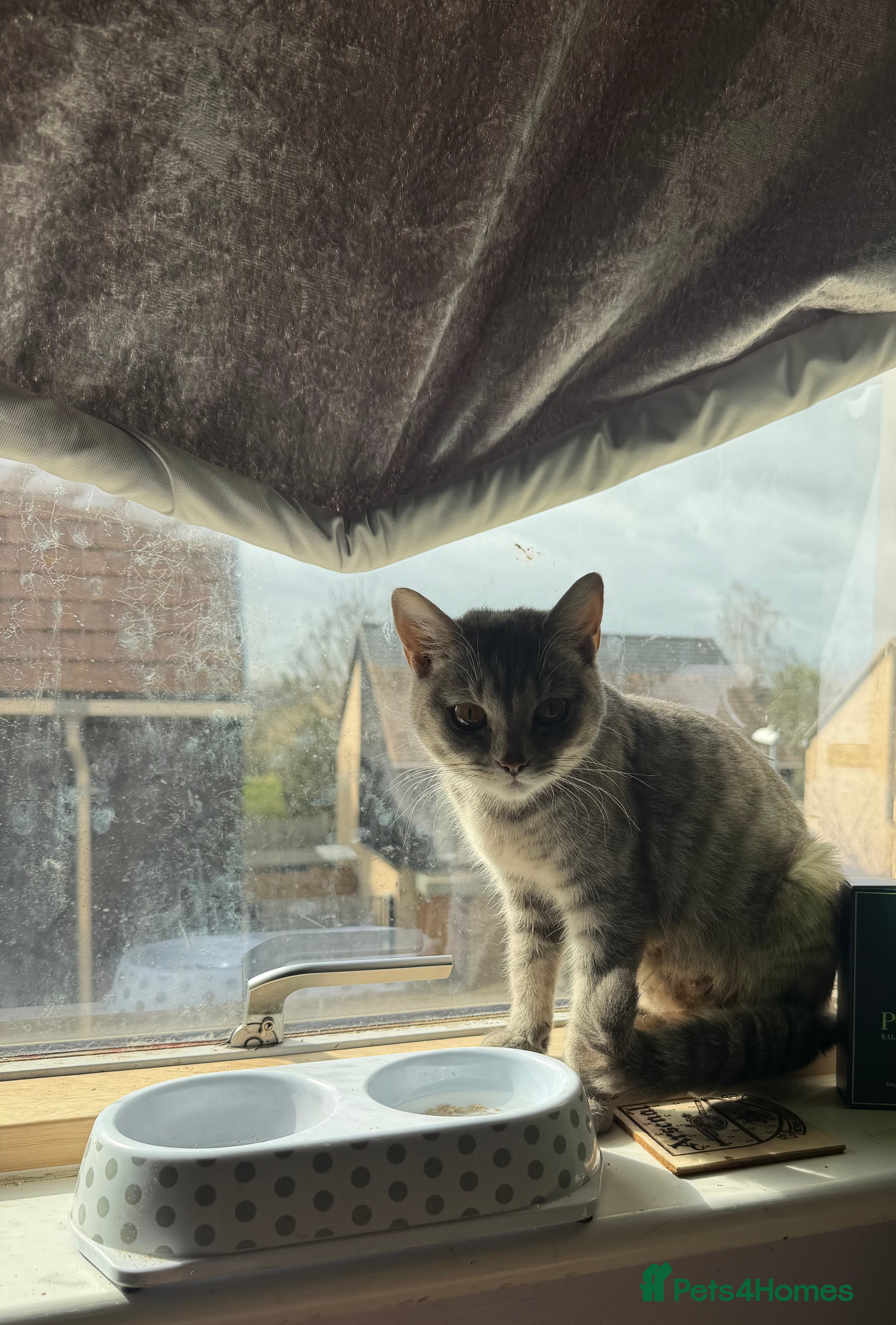 British Shorthair cats British shorthair kittens:  - Advert 1