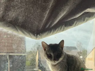 British Shorthair cats British shorthair kittens: - Advert 1