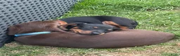 Dachshund dogs for sale: Miniature dachshund puppies for sale - Advert 2