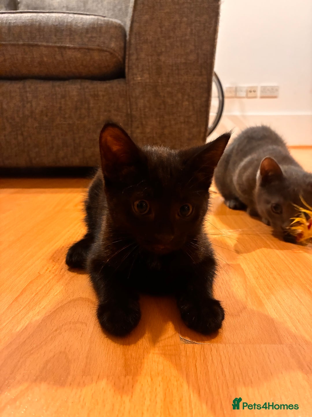 Mixed Breed cats for sale: Two beautiful girls  - Image 2