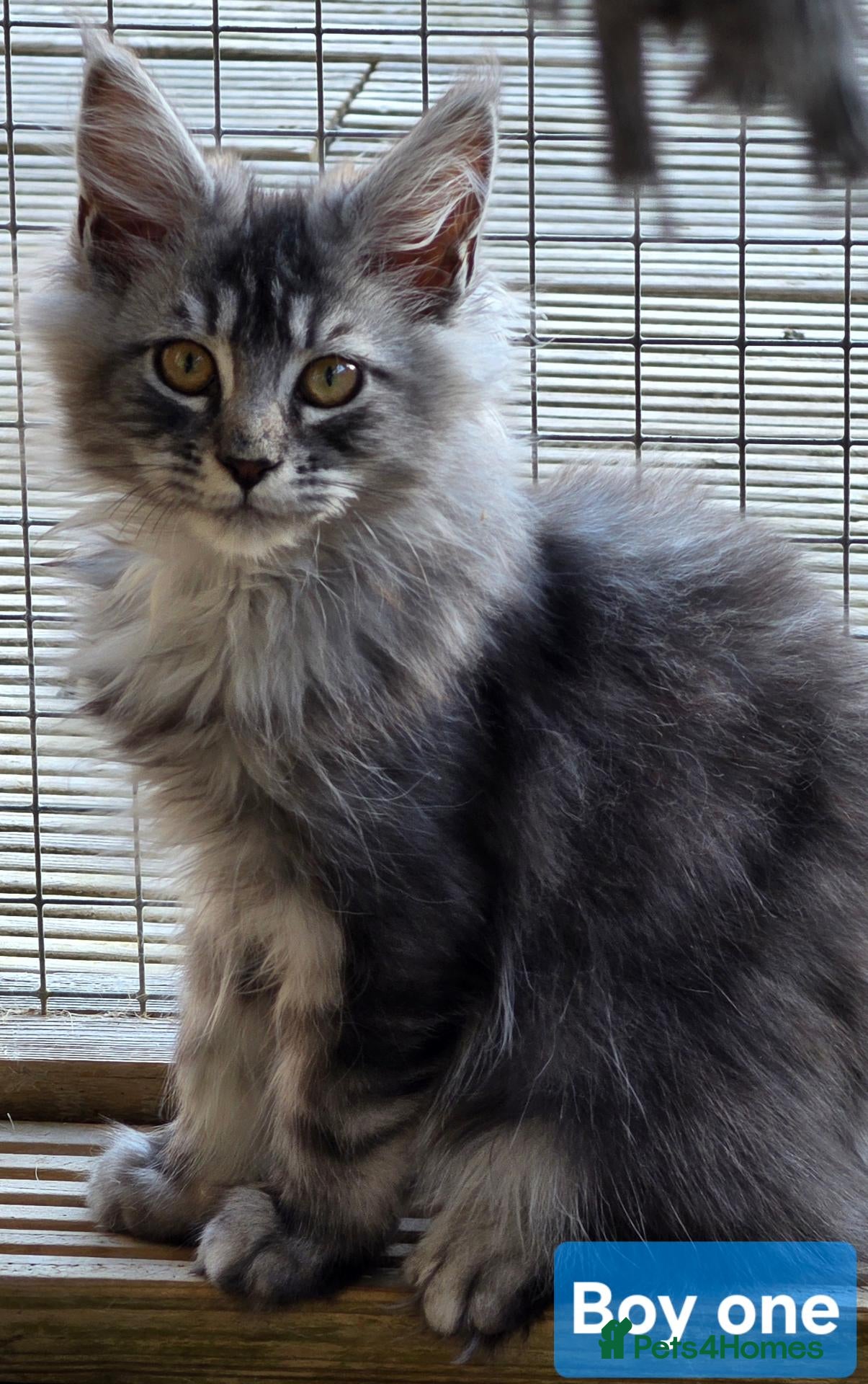 Maine Coon cats BEAUTIFUL MAINE COON KITTENS, POLY AND NON POLY  - Advert 1