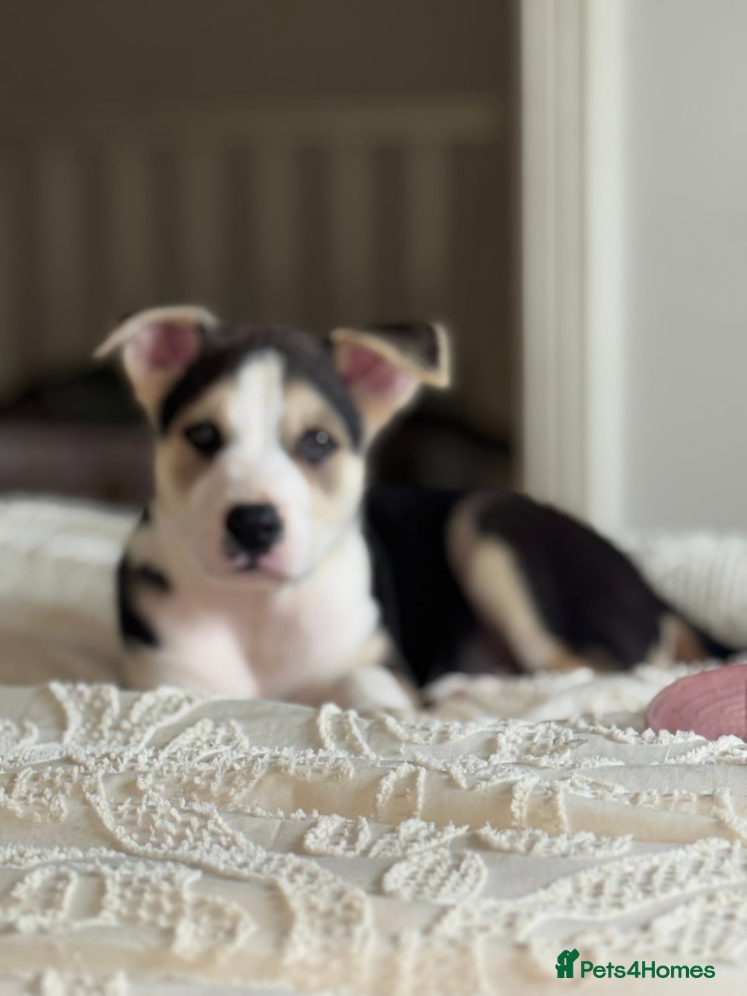 Mixed Breed dogs for sale: Need forever home ❤️ - Image 2
