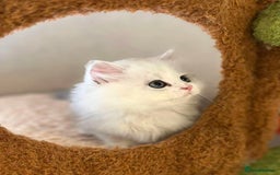 Munchkin cats for sale: Super stunning & rare Minuet - Image 11